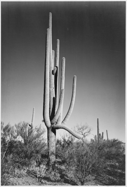 Cactus in Saguaro National Monument