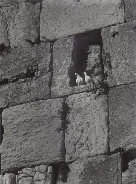 Doves in the Western Wall