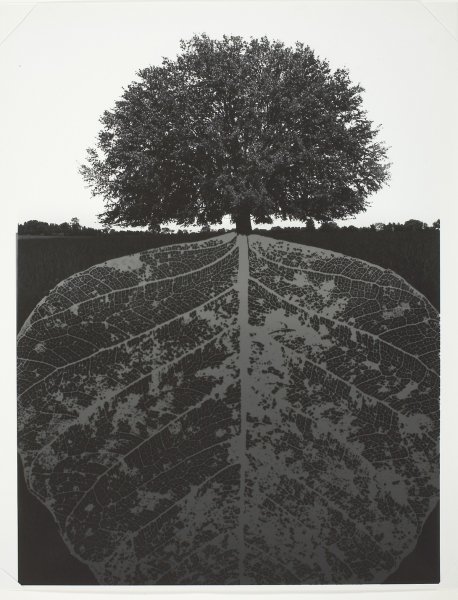 Untitled, 1964